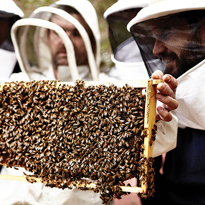 The Practical Beekeeper | 2 Wingrove St, Alphington VIC 3078, Australia | Phone: 0418 863 884