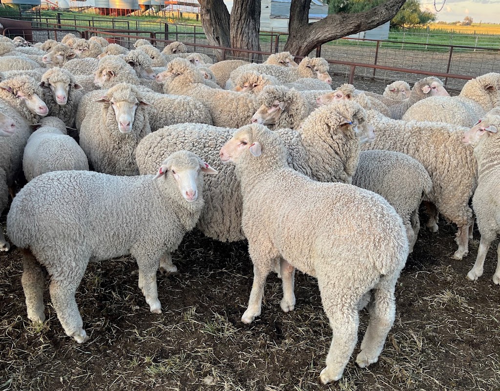 Avonmore Merinos | 140 Spellisey Rd, Avonmore VIC 3559, Australia | Phone: 0437 800 258