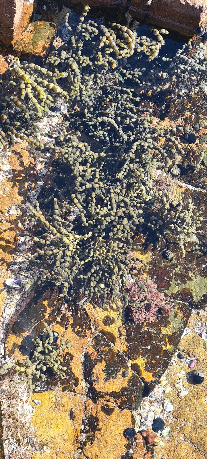 Rock Pool - swimming and observing sea flora and fish | 3 Noamunga St, Boat Harbour NSW 2316, Australia | Phone: 0437 476 412