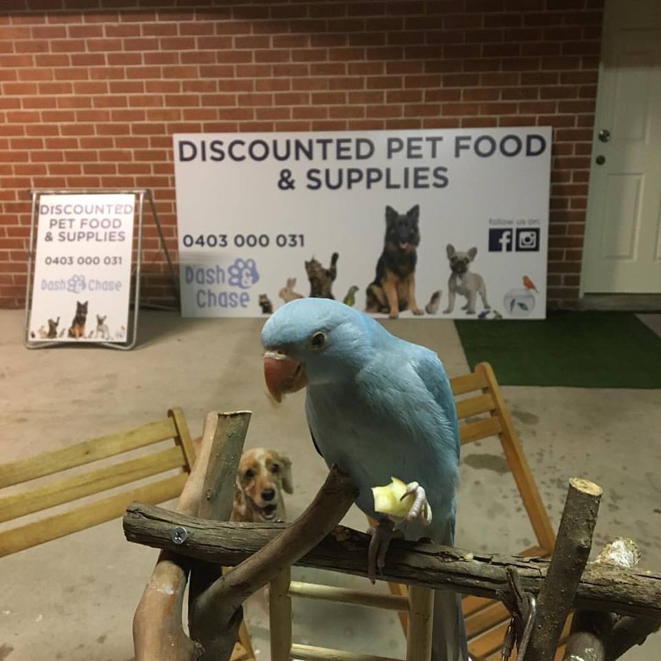 Dash & Chase | Pet Products & Service | 100 Lee and Clark Rd, Kemps Creek NSW 2178, Australia | Phone: 0403 000 031