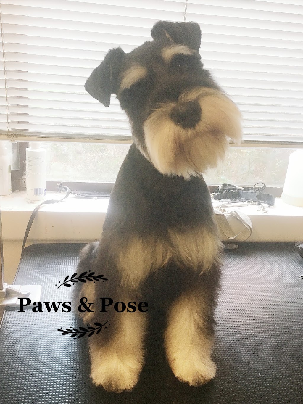 Paws & Pose | 615 Camberwell Rd, Camberwell VIC 3124, Australia | Phone: 0430 378 828