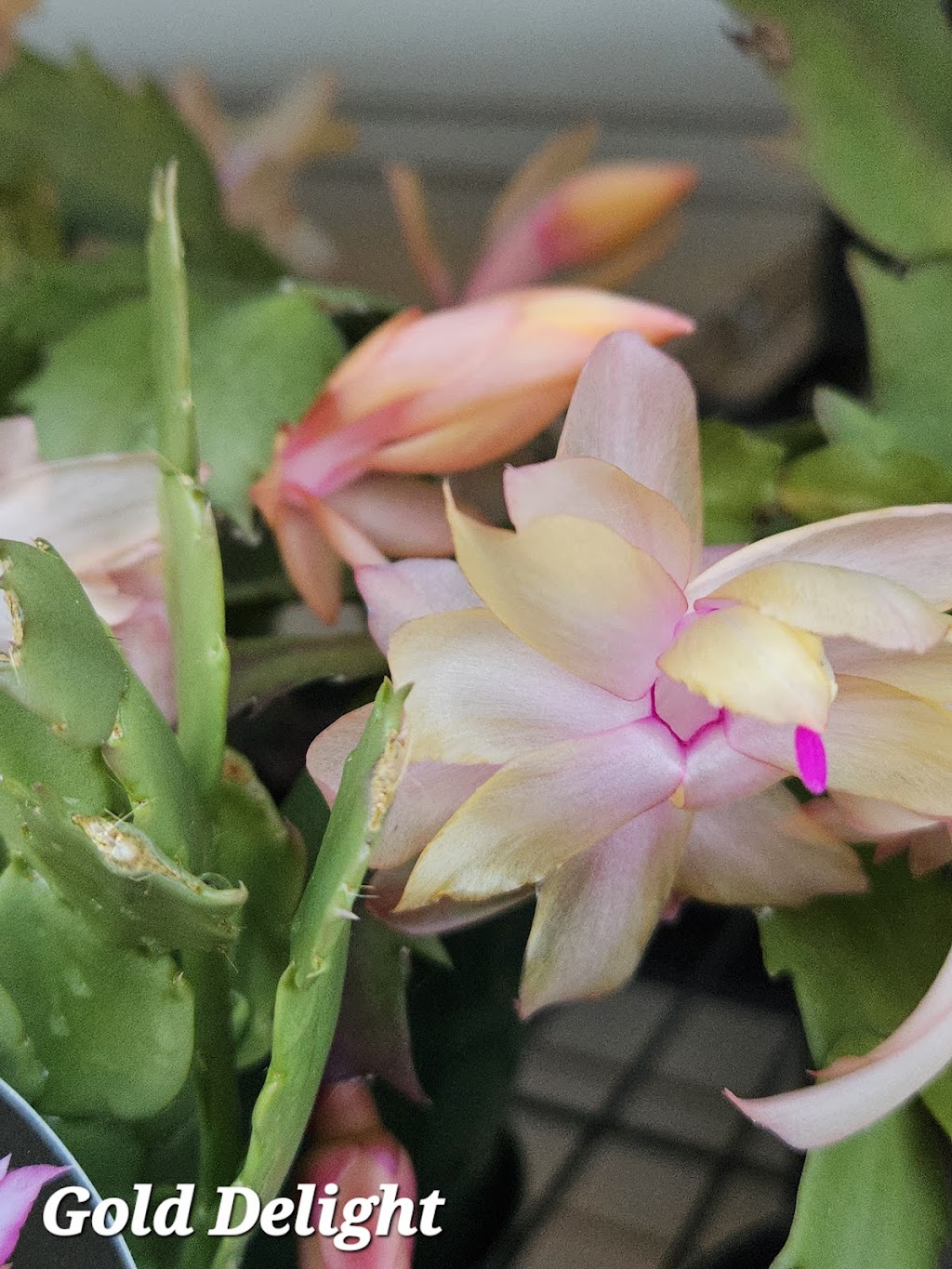 Schlumbergera Queensland | 35 Attewood Ave, Berrinba QLD 4117, Australia | Phone: 0407 432 368