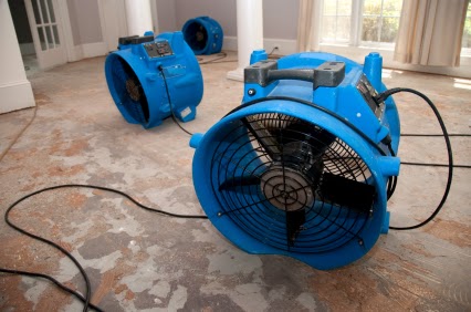 Dry Clean Carpets and Pest Control | 39 Brighton St, Biggera Waters QLD 4216, Australia | Phone: 0430 774 493