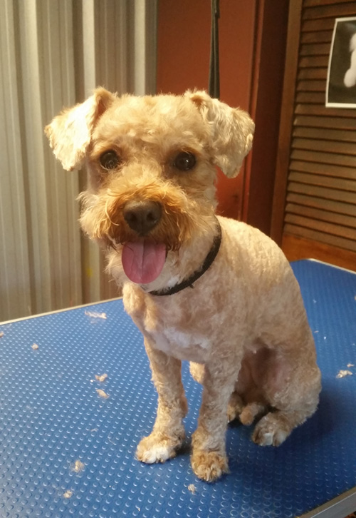 Poochie Mama Dog Grooming | 128 Station St, Aspendale VIC 3195, Australia | Phone: 0424 947 581