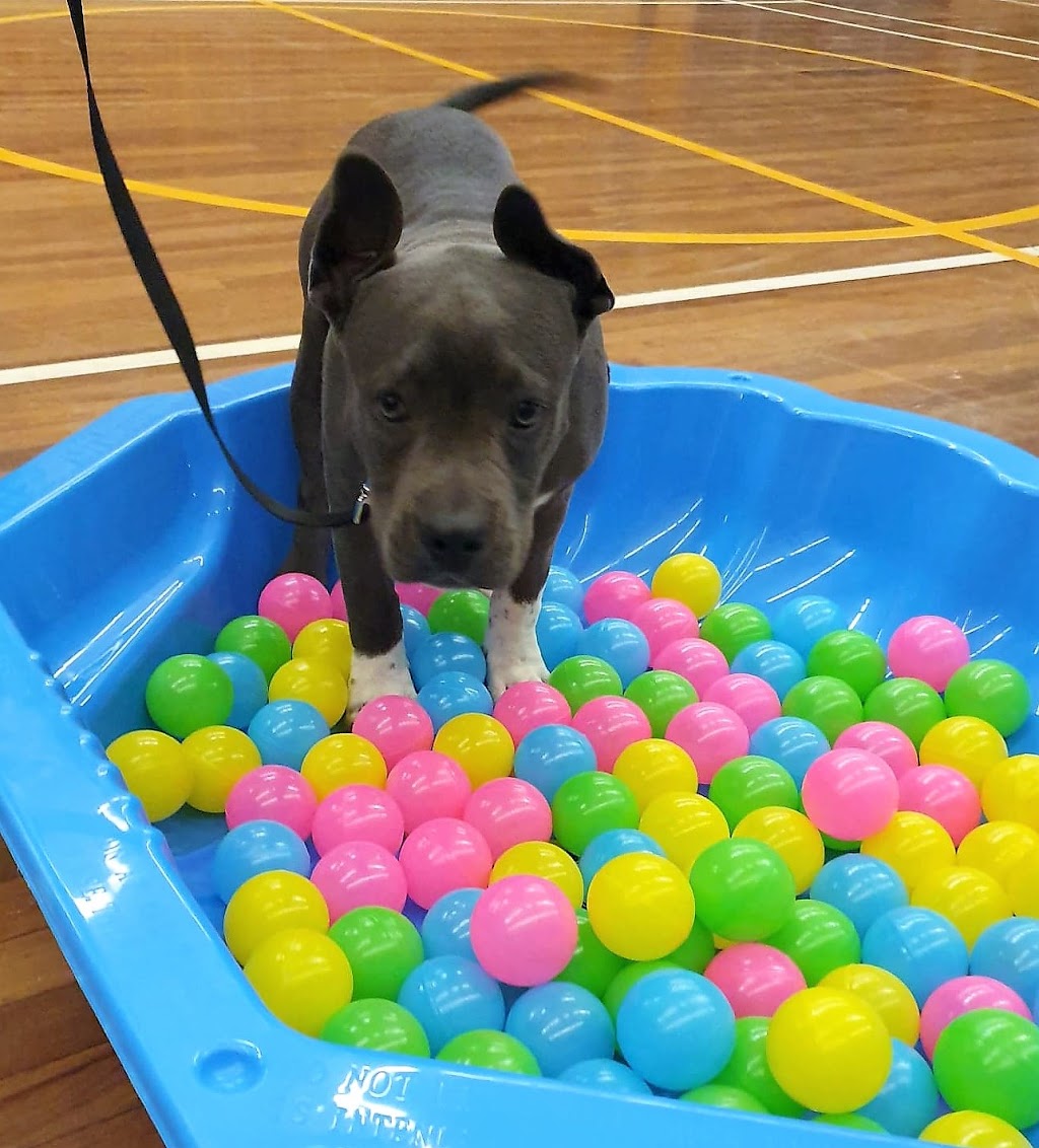 Miss Behaviour Dog Training Services | Cook & Banks Reserve, 127 Banks Dr, St Clair NSW 2759, Australia