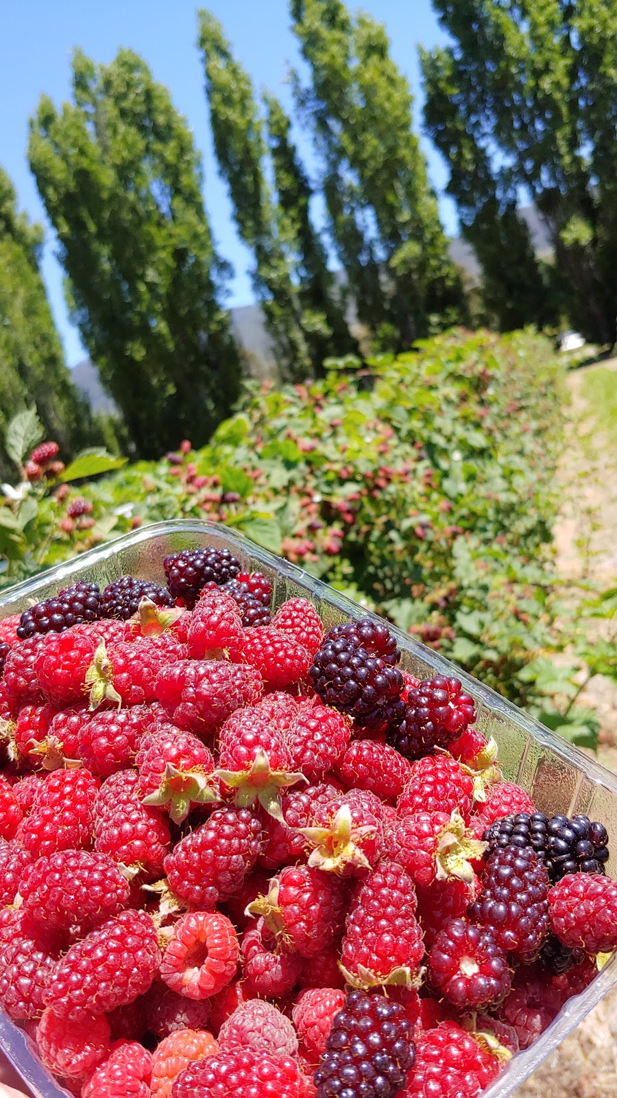 Westerway Raspberry Farm | store | 1488 Gordon River Rd, Westerway TAS 7140, Australia | 0447010701 OR +61 447 010 701