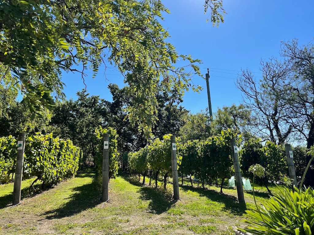 Craigow Vineyard | 528 Richmond Rd, Cambridge TAS 7170, Australia | Phone: 0418 126 027