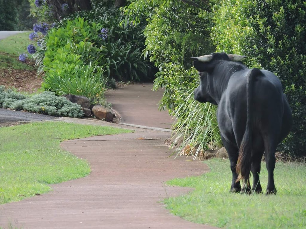 Misty Valley Homestayz | lodging | 74 Mapleton Falls Rd, Mapleton QLD 4560, Australia