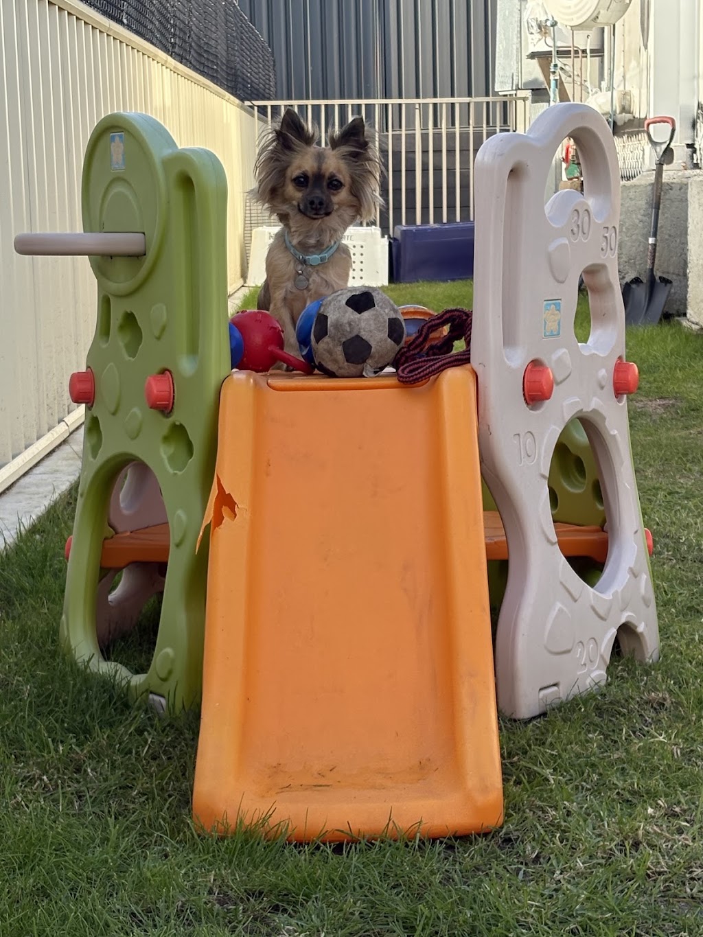 Maitland Pet Resort | 138 Cessnock Rd, Maitland NSW 2320, Australia | Phone: (02) 4909 4888