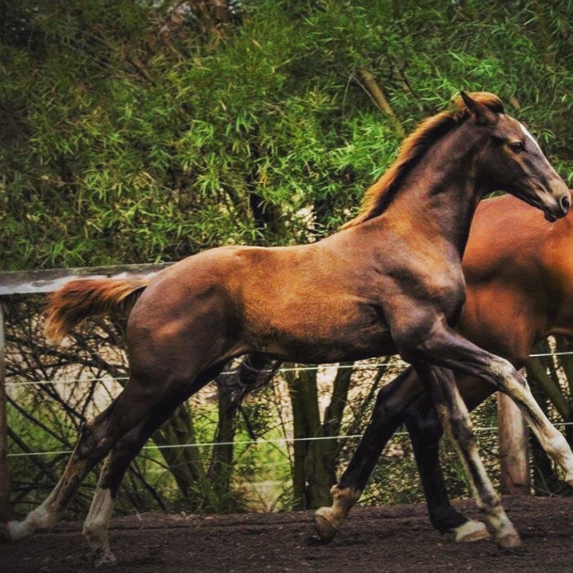 Penny Hill Park Warmblood Stud | 1820 Toodyay Rd, Gidgegannup WA 6083, Australia | Phone: 0438 746 919