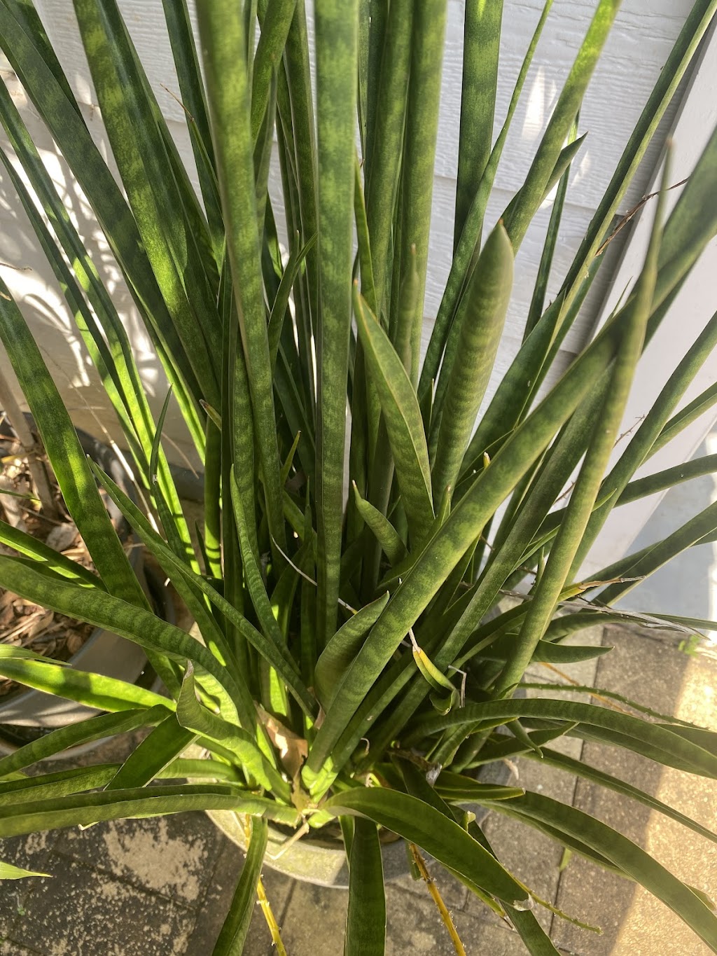 ISLAND HORTICULTURE ACPS | 12 Cooee Cres, Macleay Island QLD 4184, Australia | Phone: (07) 3409 4152