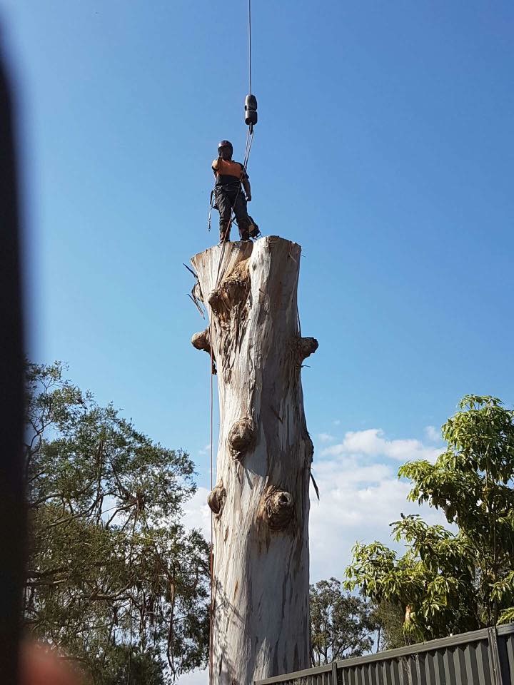 Hornsby Tree Service | 3 Mara Cres, Mooney Mooney NSW 2083, Australia | Phone: (02) 9985 1496