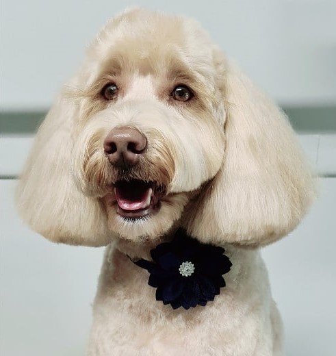 Lather and Love Canine Spa and Social Club | 19 Bell St, DAguilar QLD 4514, Australia | Phone: 0468 625 301
