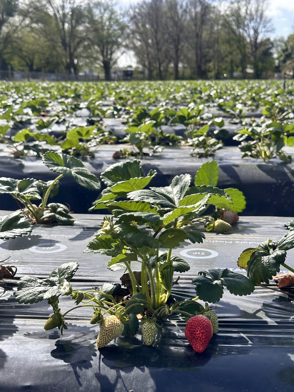 Naturipe Fruits - Bacchus Marsh Strawberry Farm | 534 Bacchus Marsh Rd, Bacchus Marsh VIC 3340, Australia | Phone: 0419 340 363
