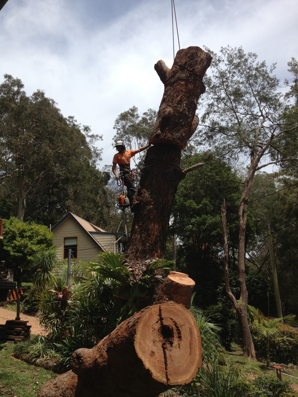 Kingdoms Tree Care | 24 Fairway Dr, Terrigal NSW 2260, Australia | Phone: 0418 432 319