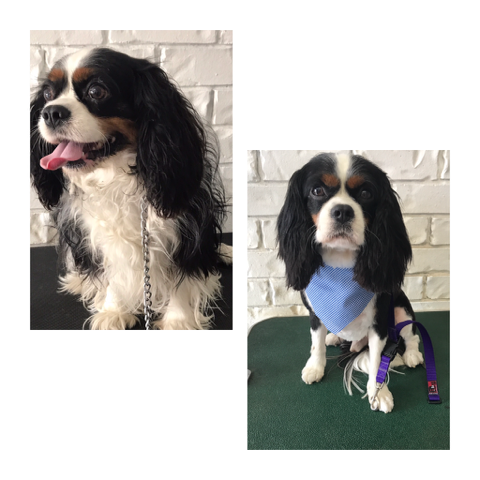 Salty Paws Burleigh | 3 Coleto Cres, Burleigh Waters QLD 4220, Australia | Phone: 0402 192 773