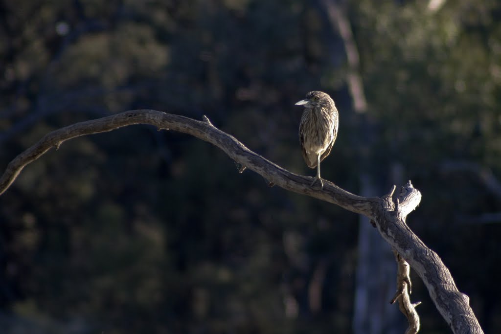 Kulcurna Homestead | LOT 33 Cal Lal Rd, Rufus River NSW 2648, Australia | Phone: (03) 5027 8241