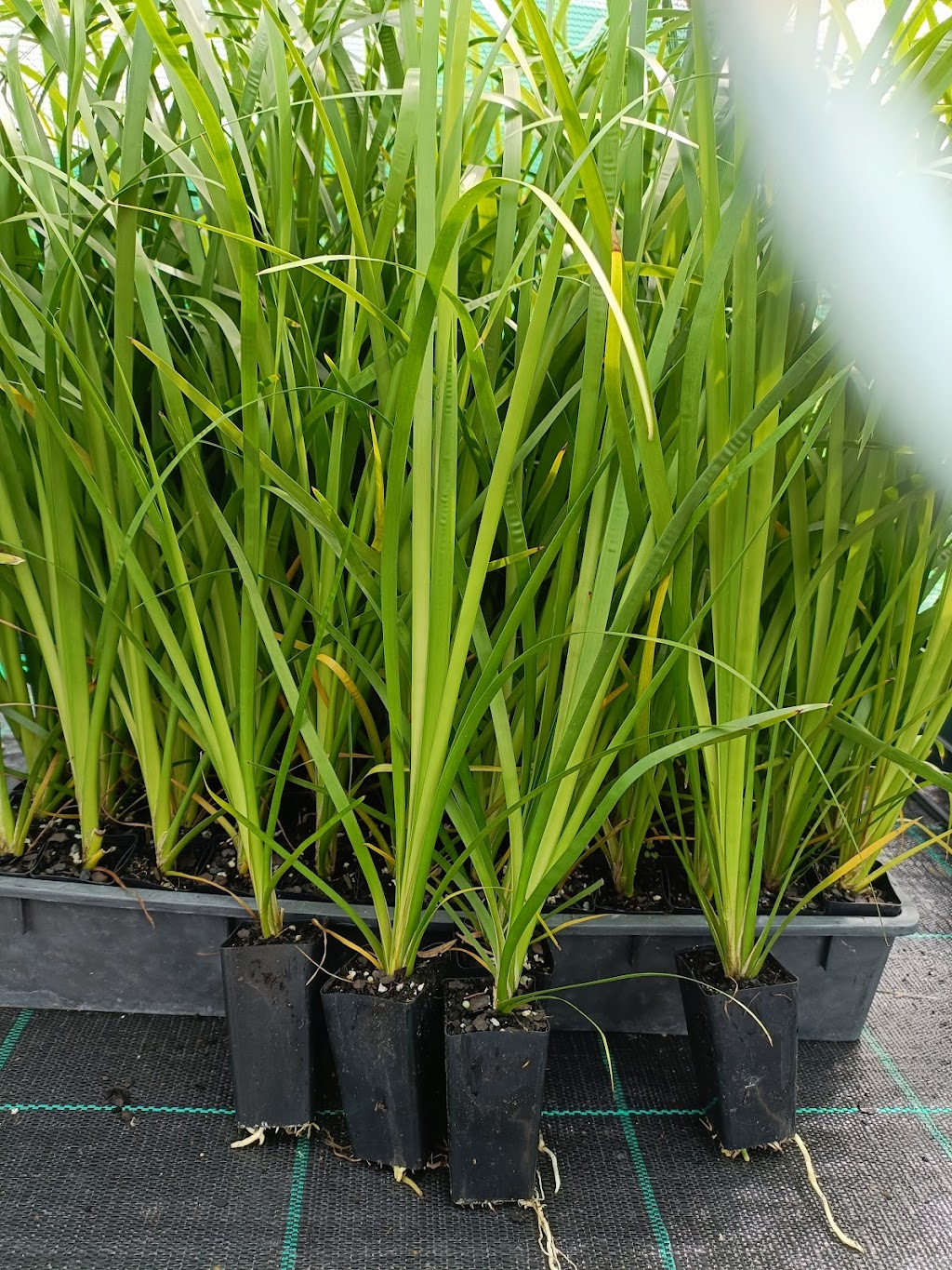 Green and Gold Natives | 26 Coburg Rd, Canungra QLD 4275, Australia | Phone: 0403 415 811
