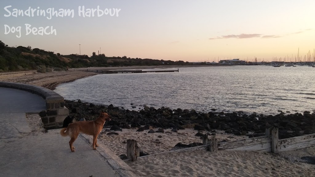Dog Friendly Beach Sandringham Harbour | park | Jetty Rd, Sandringham VIC 3191, Australia | 0395994444 OR +61 3 9599 4444
