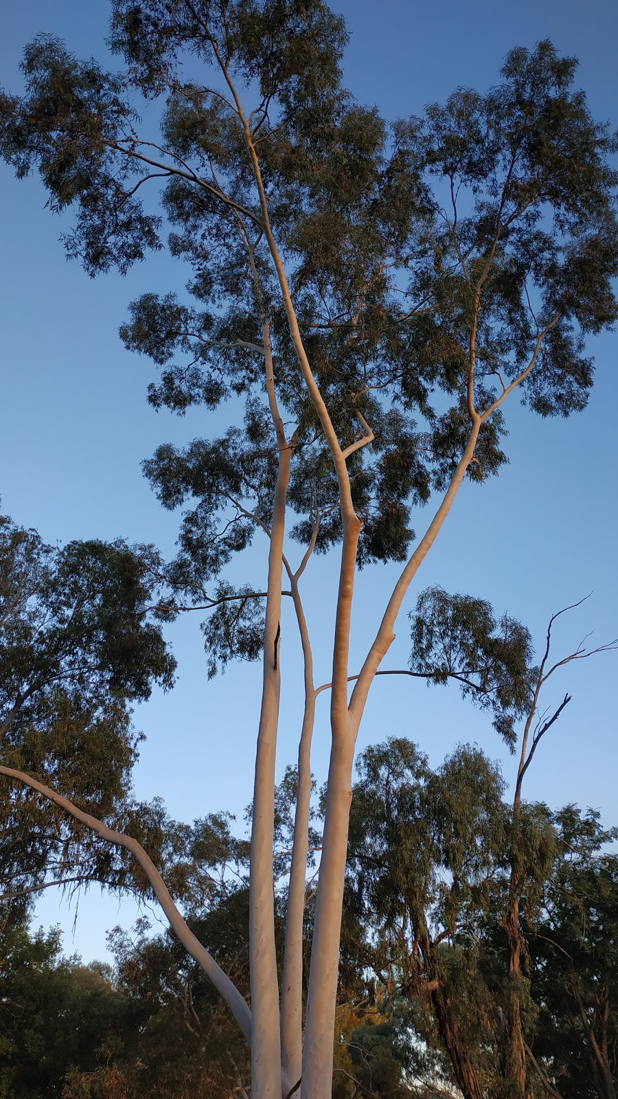 Jack Eames Reserve | park | Wodonga VIC 3690, Australia