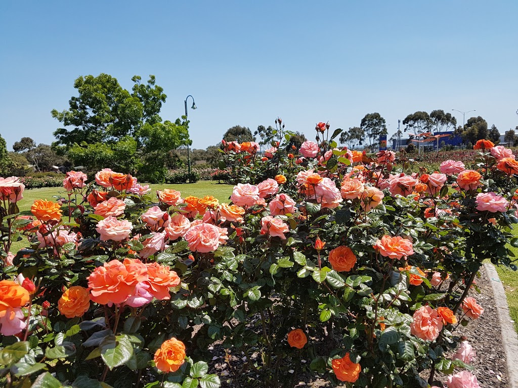 Mornington Botanical Rose Gardens | park | Dunns Rd & Mornington-Tyabb Rd, Mornington VIC 3931, Australia | 0459032497 OR +61 459 032 497