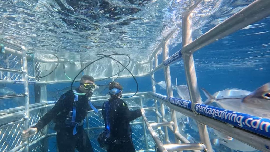 Shark Cage Diving with Calypso Star Charters | 10 S Quay Blvd, Port Lincoln SA 5606, Australia | Phone: (08) 8682 3939