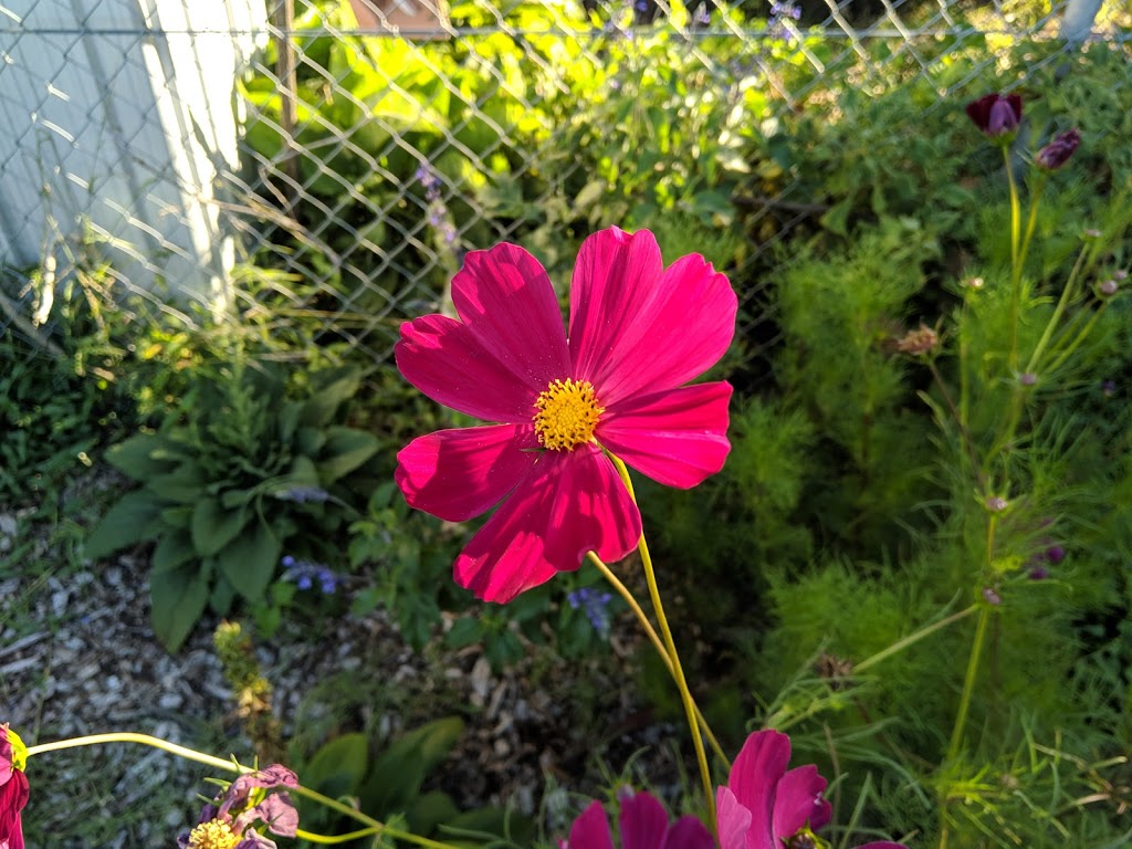 Randwick Community Organic Gardens | Randwick NSW 2031, Australia