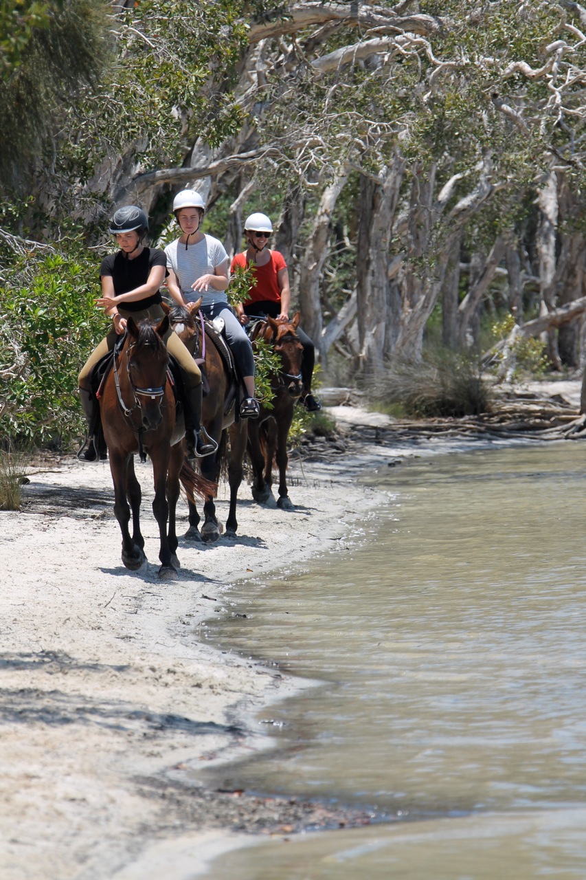 Noosa Horse Riding | travel agency | 22 Wills Road, Weyba Downs QLD 4562, Australia | 0438710530 OR +61 438 710 530