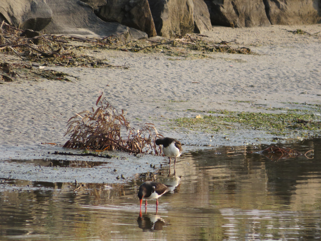 Orford Bird Sanctuary | 58 Tasman Hwy, Orford TAS 7190, Australia