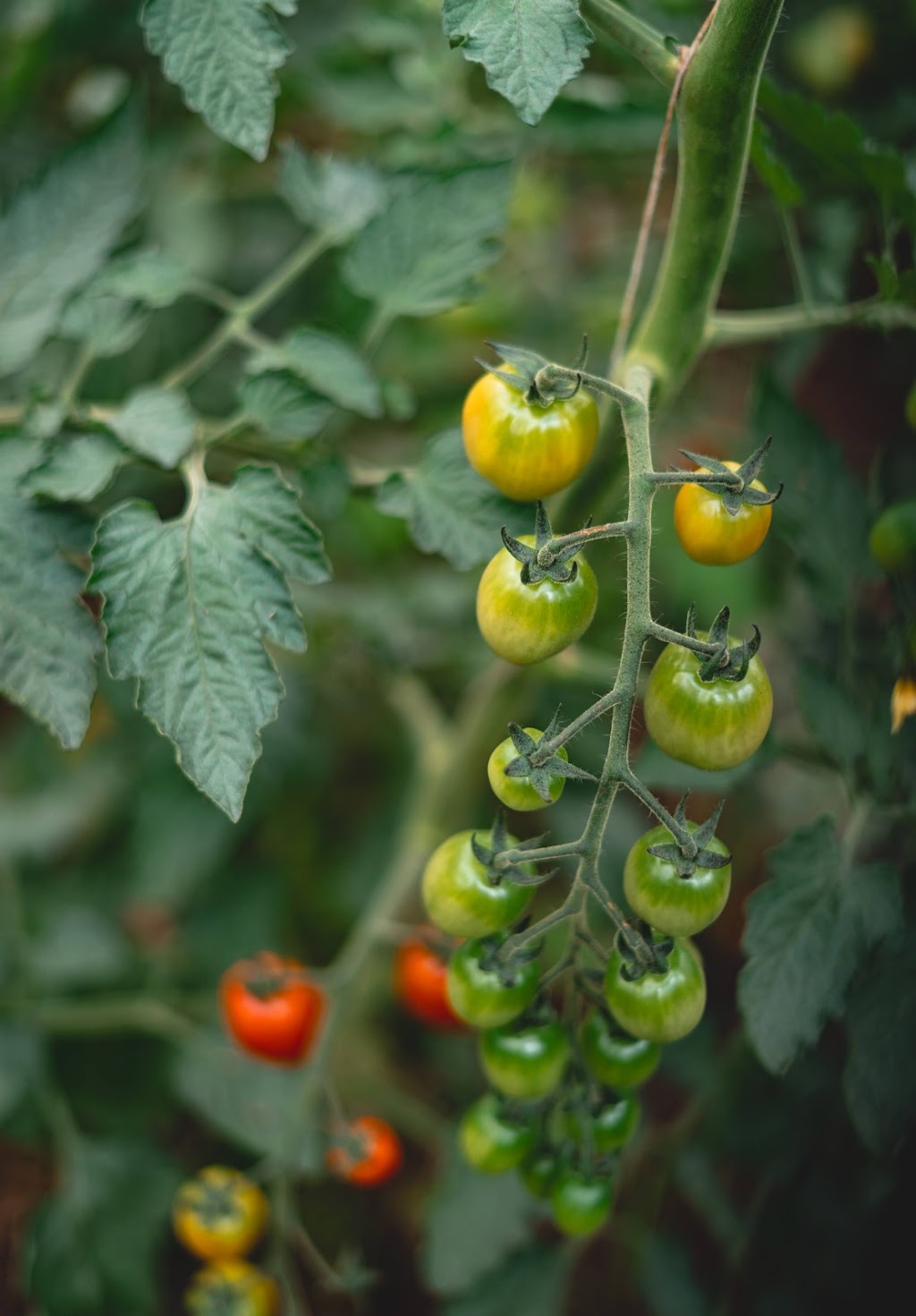 Five Tales Farm | 3525 Yarra Junction-Noojee Rd, Piedmont VIC 3833, Australia | Phone: 0466 979 331 Five Tales Farm | 3525 Yarra Junction-Noojee Rd, Piedmont VIC 3833, Australia | Phone: 0466 979 331