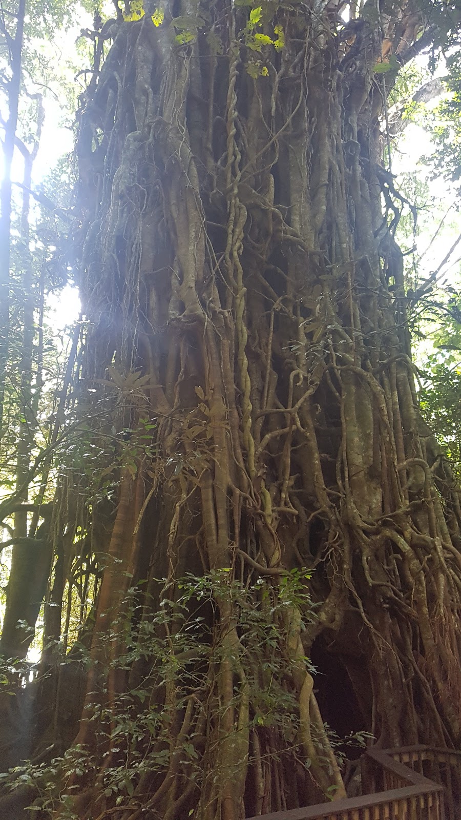 Davies Creek National Park and Dinden National Park | Davies Creek Rd, Mareeba QLD 4880, Australia | Phone: 13 74 68