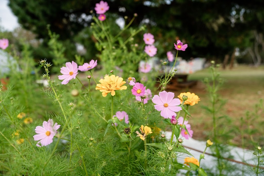Bellagreen Organic Farm | 15 Basin Rd, Drysdale VIC 3222, Australia | Phone: 0409 352 223