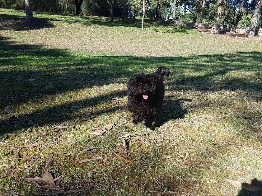 Piccole Pawsome Dog Walking & Pet Sitter | 27 Princes Hwy, Tempe NSW 2044, Australia | Phone: 0415 690 139