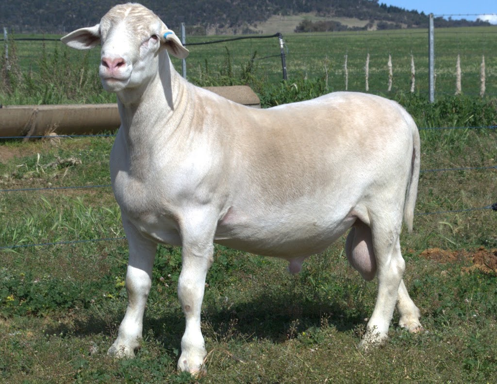 The SheepMaster Parent Stud | 837 Goodacre Dr, Woodstock NSW 2793, Australia | Phone: 0472 646 426
