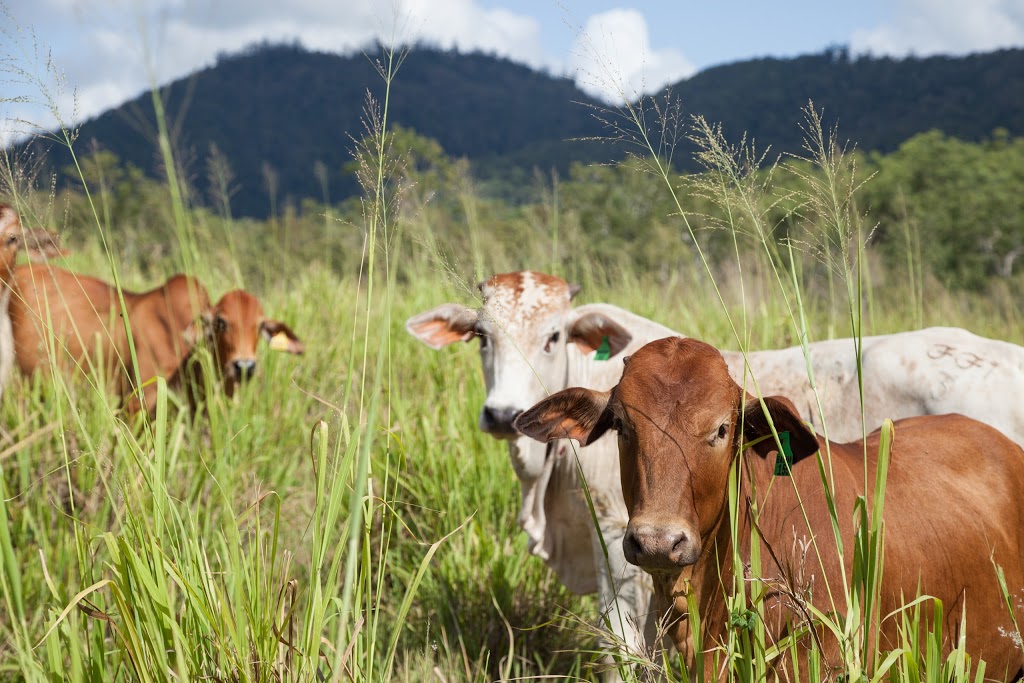 Freckle Farm | food | 247 Olletts Rd, Eton QLD 4741, Australia | 0749541724 OR +61 7 4954 1724