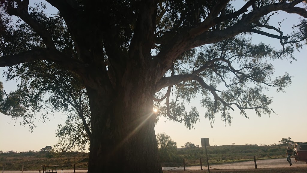 Giant Red Gum Tree | museum | Orroroo SA 5431, Australia