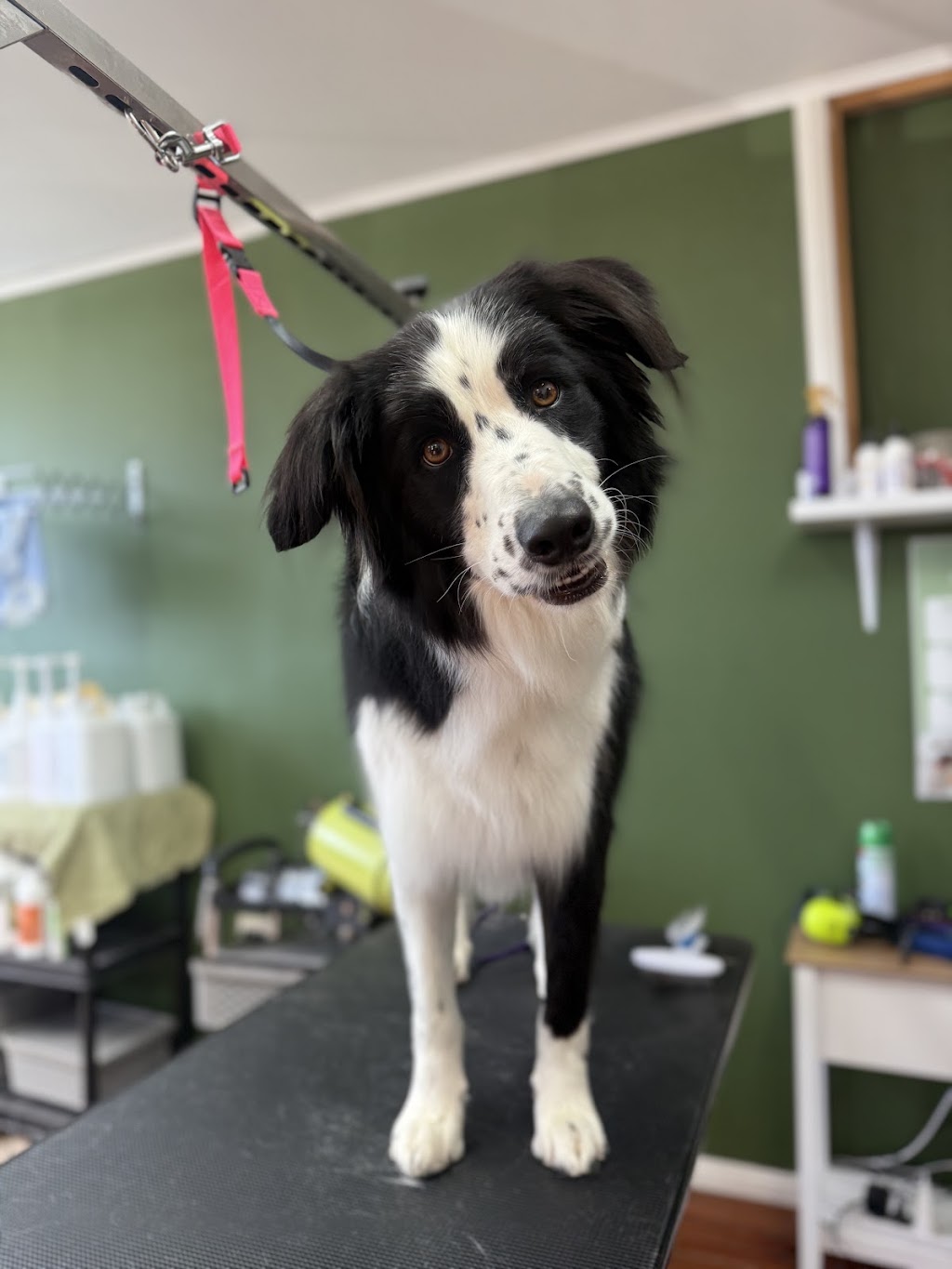 The Pamper Pup House | 680 Arina Rd, Bargo NSW 2574, Australia | Phone: 0493 308 557