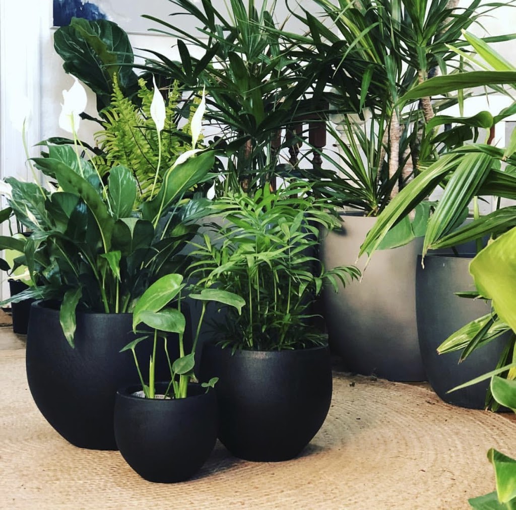 Suci Potted Plants | home goods store | shop 4/89 Goodwood Rd, Goodwood SA 5034, Australia | 0414241970 OR +61 414 241 970