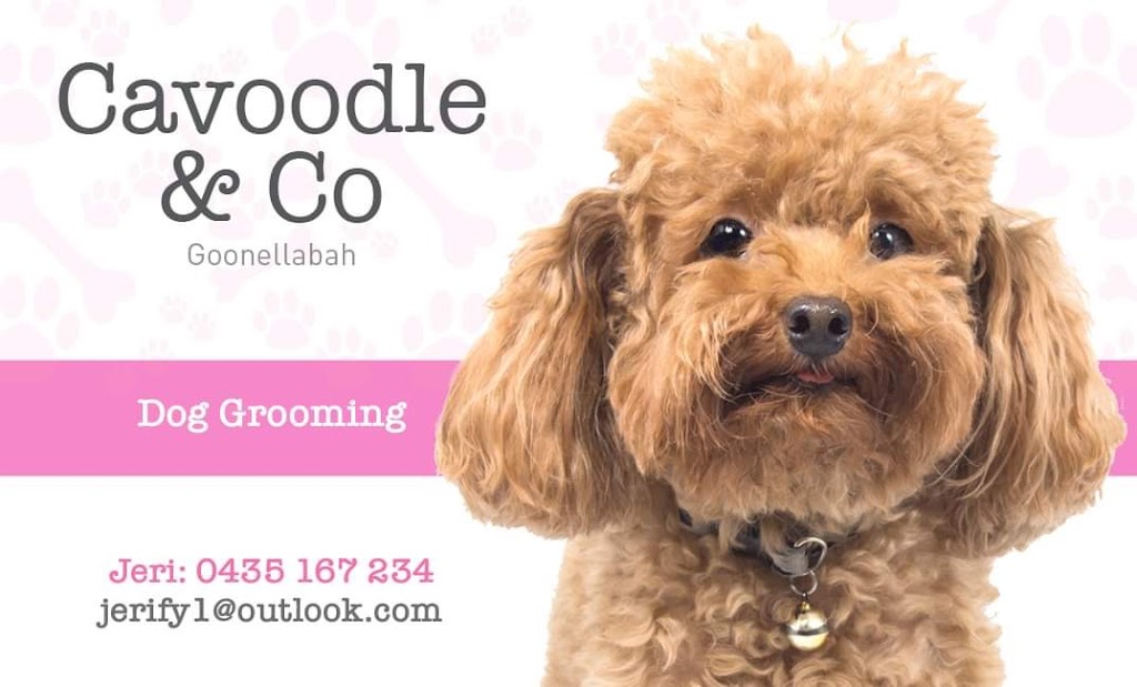 Cavoodle & Co Grooms | point of interest | Bruxner Cres, Goonellabah NSW 2480, Australia | 0435167234 OR +61 435 167 234