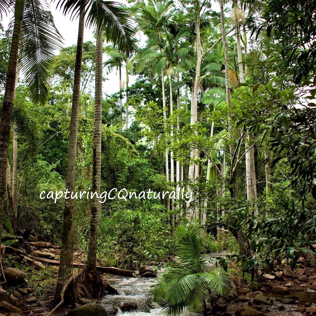 capturingCQnaturally | 2 Coast Ct, Mulambin QLD 4703, Australia | Phone: 0438 997 510