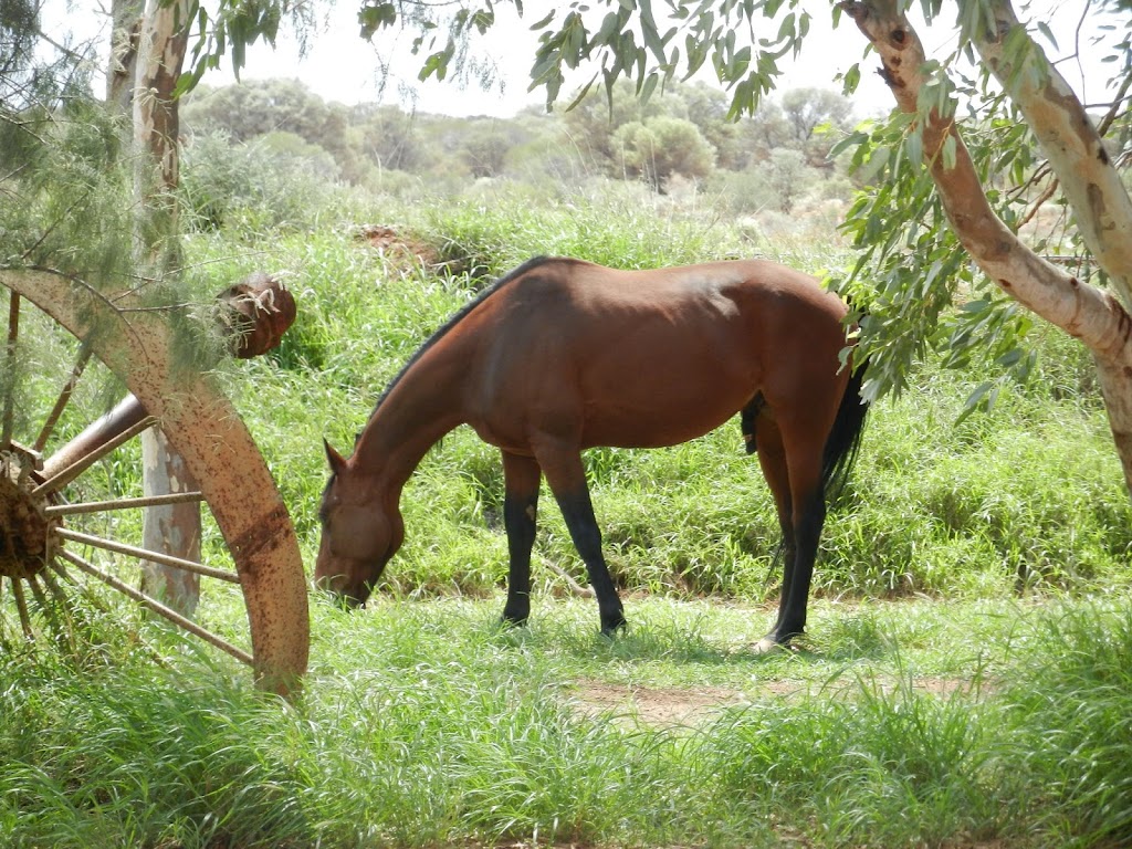 Grand Hotel Kookynie | 54 Britannia St, Kookynie WA 6431, Australia | Phone: (08) 9031 3010