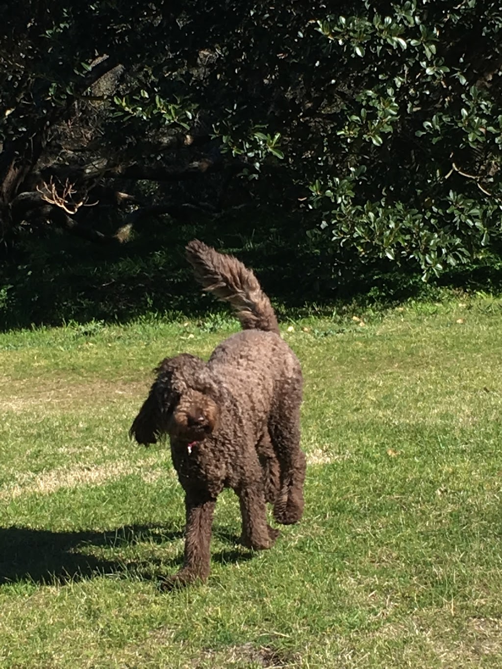 Joyful Paws Dog Walking | Unit 4/10 Diamond Bay Rd, Vaucluse NSW 2030, Australia | Phone: 0413 462 414