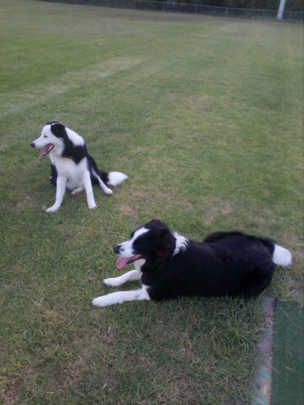 Morisset Dog Exercise Area | 67A Newcastle St, Morisset NSW 2264, Australia