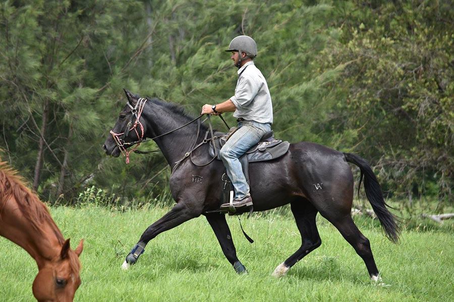 Harris Park Warmbloods | 43-65 Charles Chauvel Dr, Harrisville QLD 4307, Australia | Phone: 0410 465 422