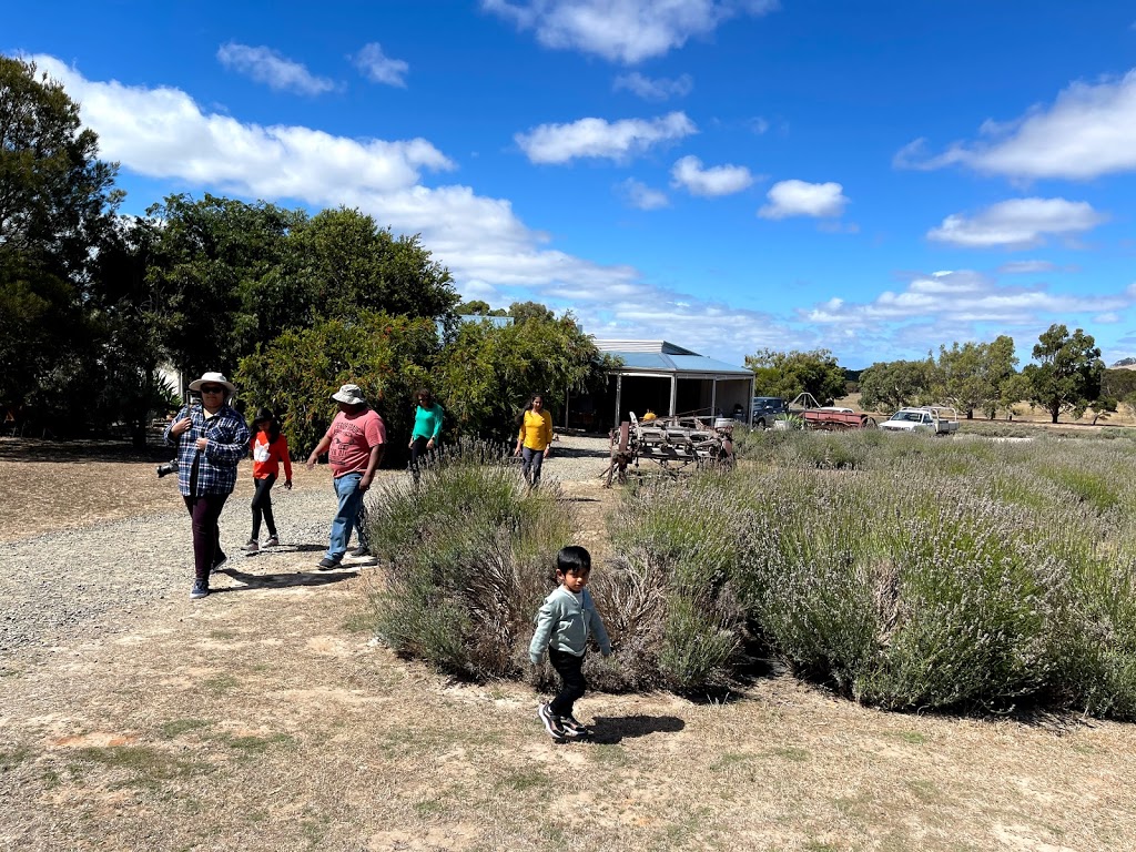 Emu Bay Lavender Farm | 205 Emu Bay Rd, Wisanger SA 5223, Australia | Phone: (08) 8553 5338