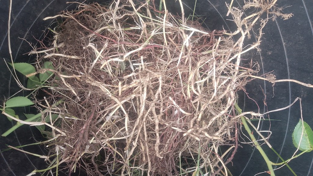 Light Garden Work | Unit 4/1 John St, Uralla NSW 2358, Australia | Phone: 0404 100 970
