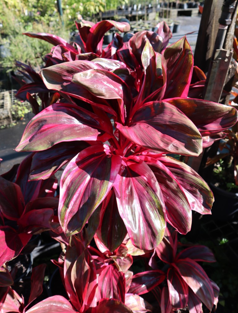 Crystal Nursery | Crooks Valley Rd, Crystal Creek NSW 2484, Australia | Phone: 0487 393 831