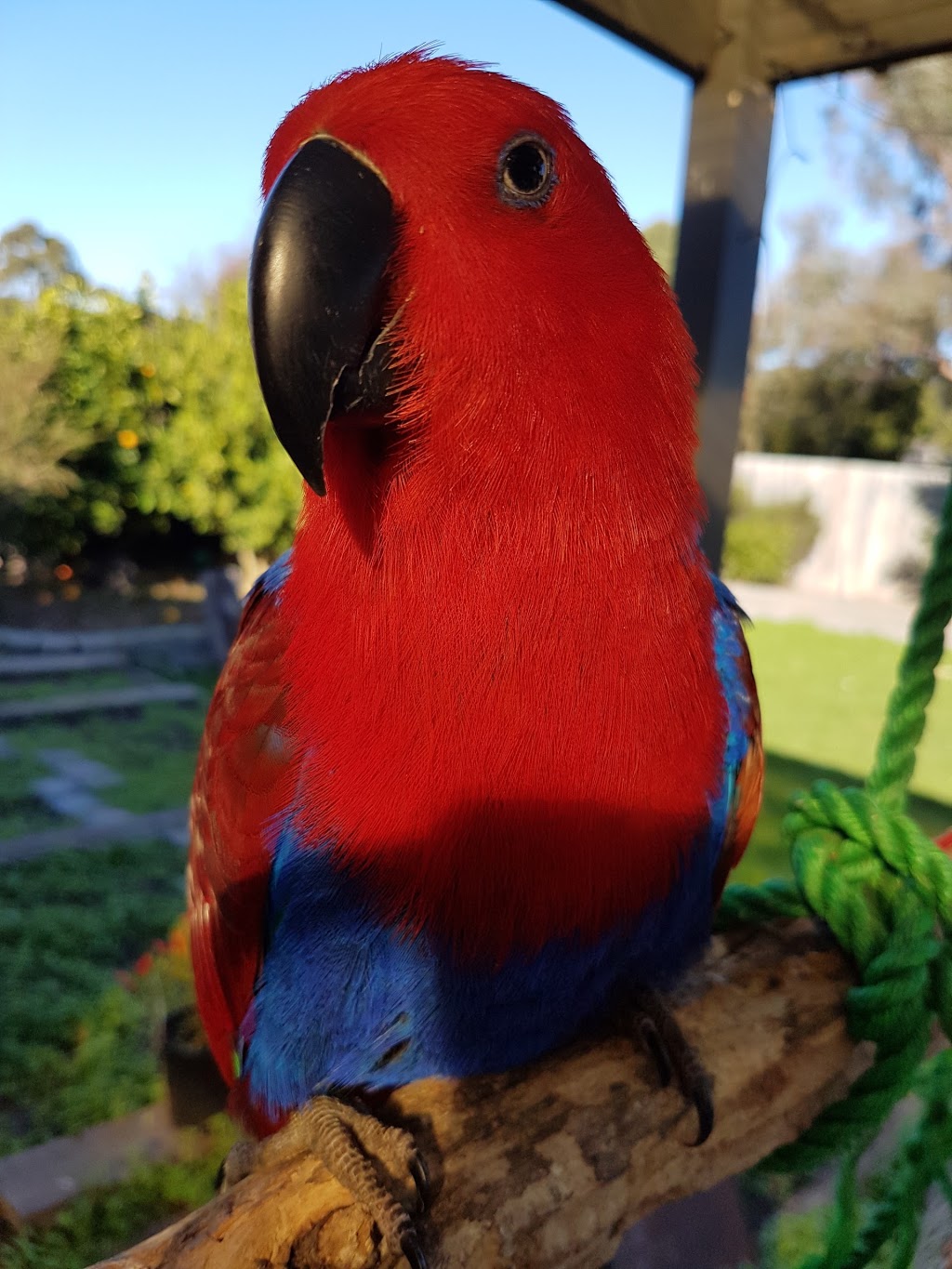 Peninsula Bird World | pet store | 2/7 Rutherford Rd, Seaford VIC 3198, Australia | 0397708772 OR +61 3 9770 8772