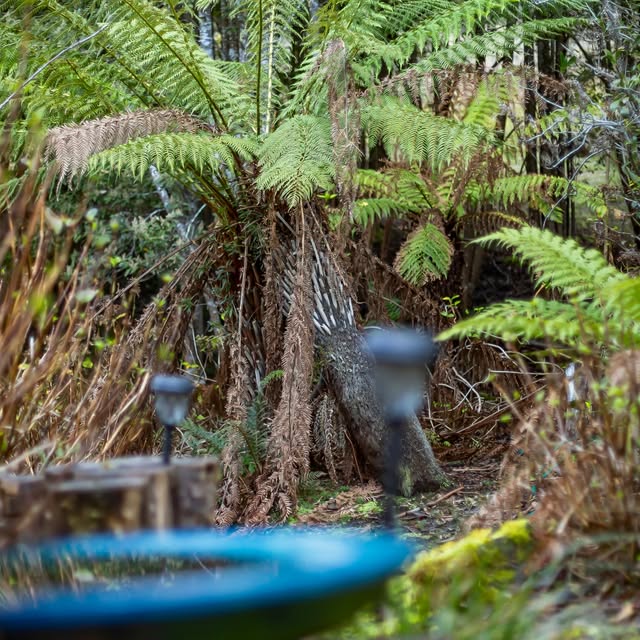 Judbury Bush Retreats | 189 Forest Hill Rd, Judbury TAS 7109, Australia | Phone: 0432 391 504