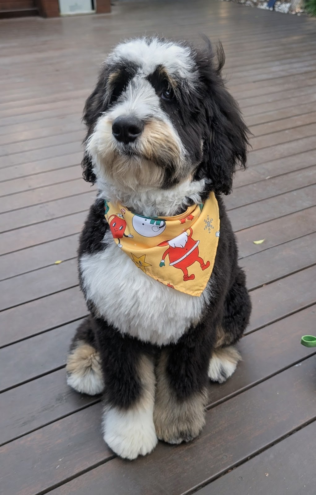 Bernedoodles & Groodles Australia - Coastal Groodles | Monaro Hwy, Cooma NSW 2630, Australia | Phone: 0416 024 430